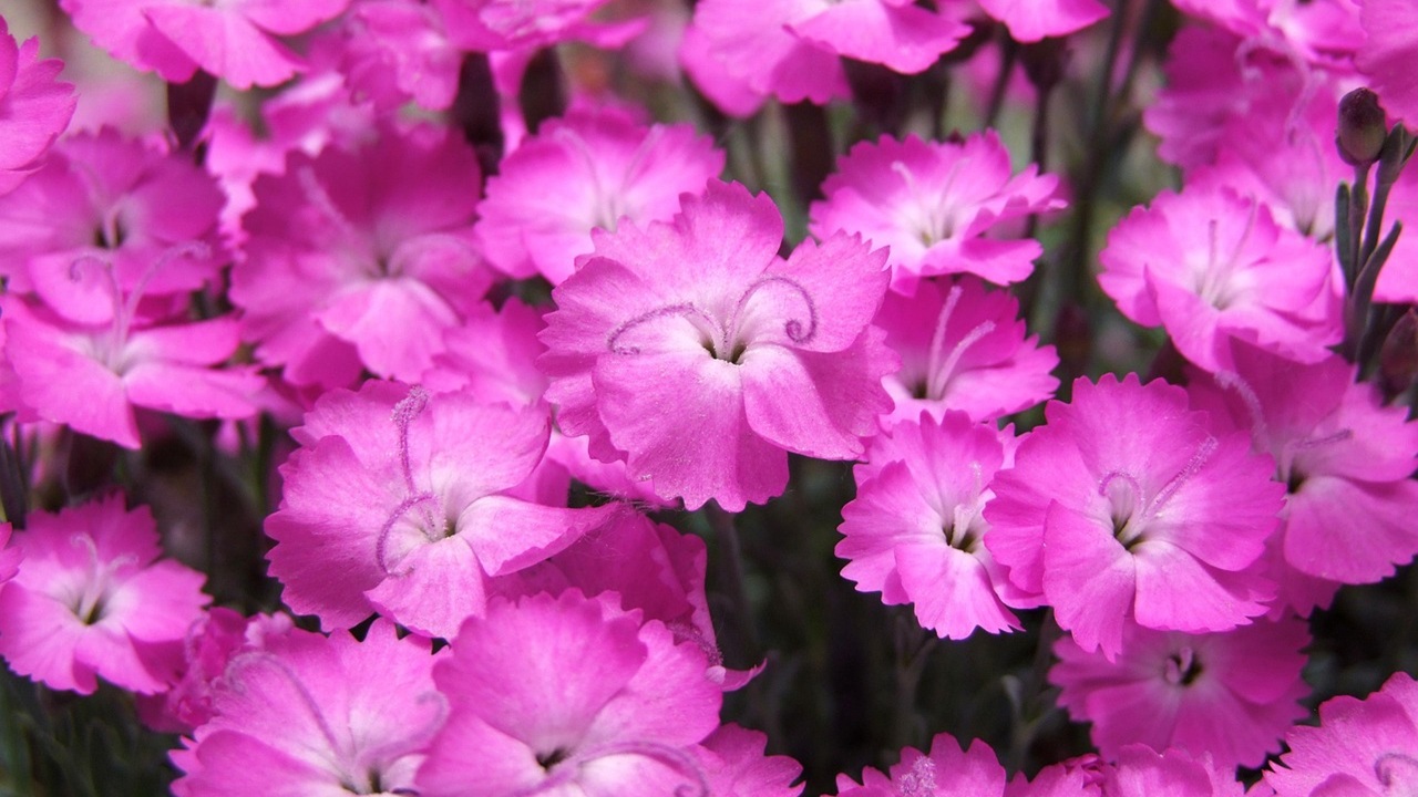 piante perenni erbacce dianthus