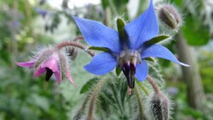 Piante comuni in giardino, ma che causano problemi inaspettati