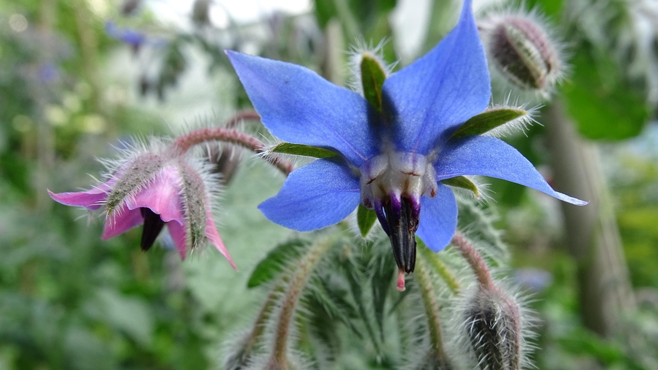 piante problemi inaspettati borragine