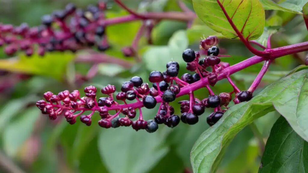 Phytolacca americana