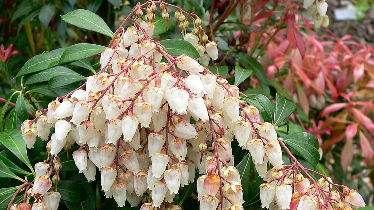 pieris japonica