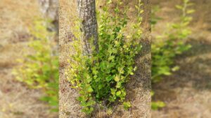 Pollone: che parte della pianta è? A cosa serve? Bisogna sempre eliminarli?