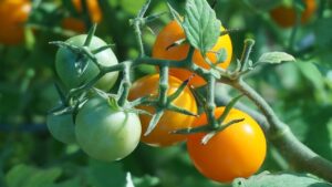 I pomodori non diventano rossi? Ecco come salvare le insalate estive