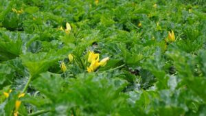 Dilemma dell’aspirante contadino: bisogna potare le zucchine?