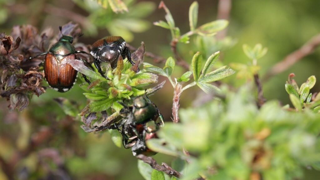 Scarabei giapponesi: come evitare che invadano e distruggano orto e giardino