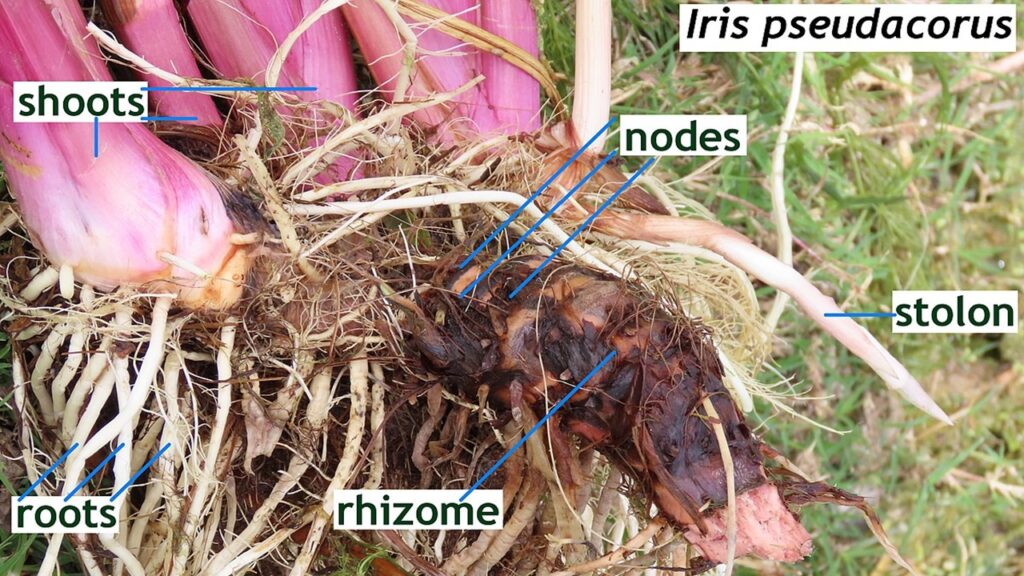 Stolone: che parte della pianta è? E a cosa serve?