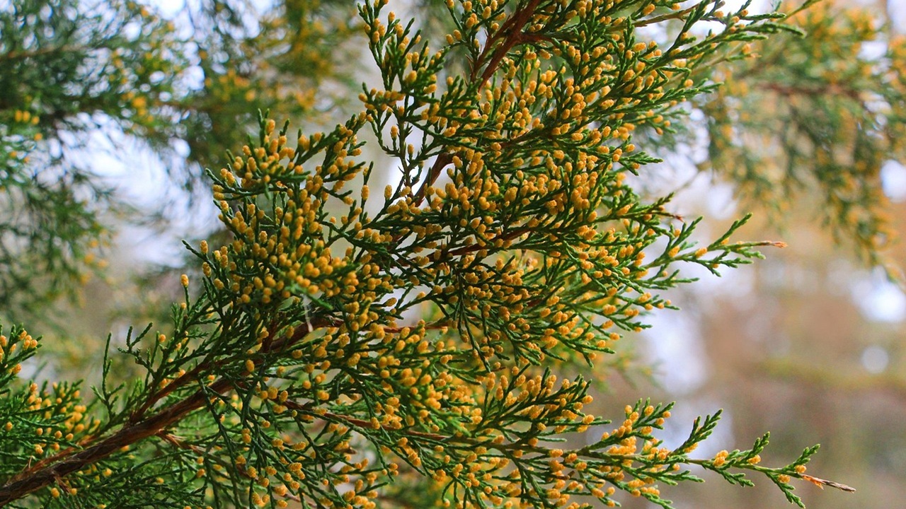 thuja