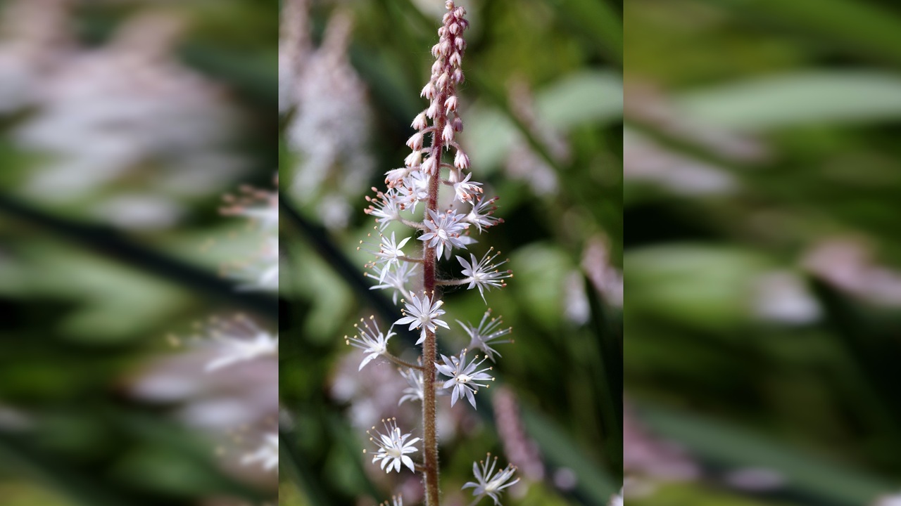tiarella