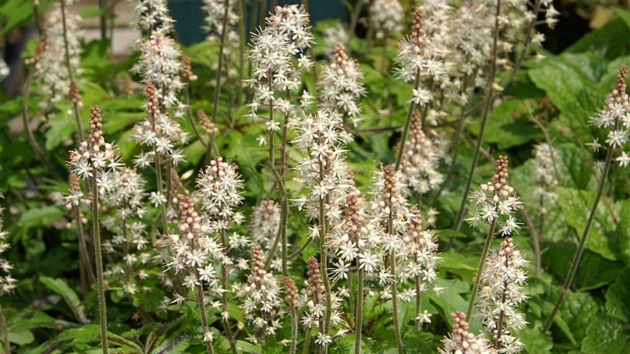 tiarella
