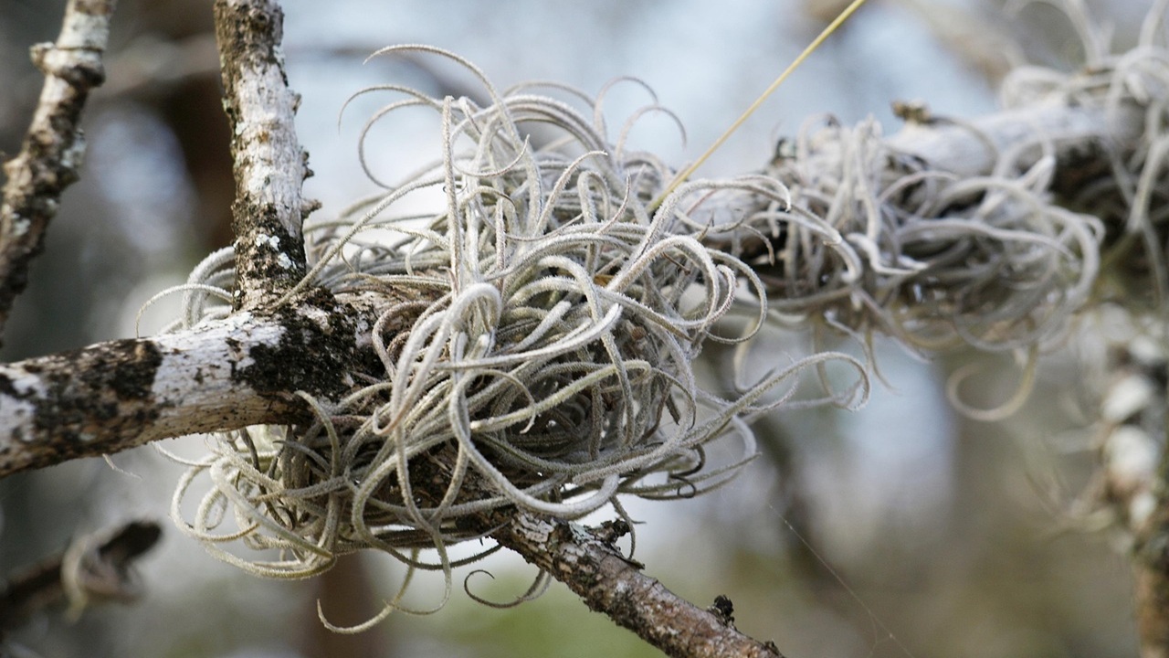 tillandsia usneoides