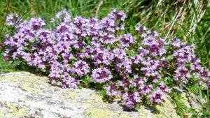 Piante a bassa manutenzione per abbellire il vialetto
