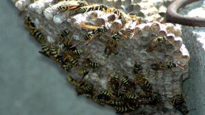 Come tenere le vespe lontane dal giardino usando un foglio di giornale