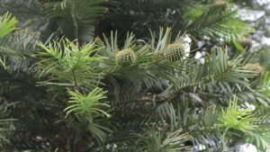 Wollemia nobilis: un albero sempreverde a rischio estinzione