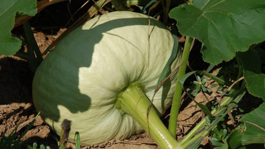 Come evitare che le zucche marciscano prima ancora di raccoglierle