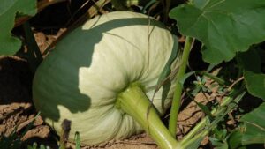 Come evitare che le zucche marciscano prima ancora di raccoglierle