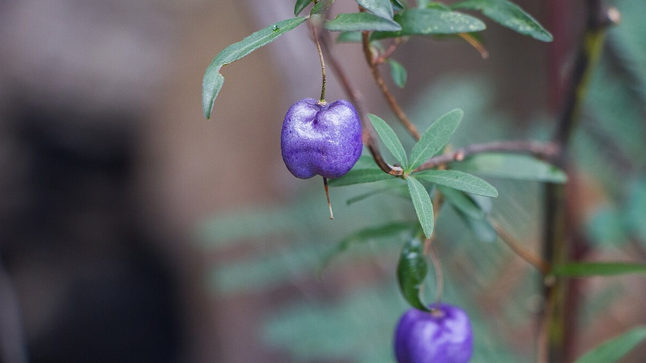 billardiera longiflora frutto