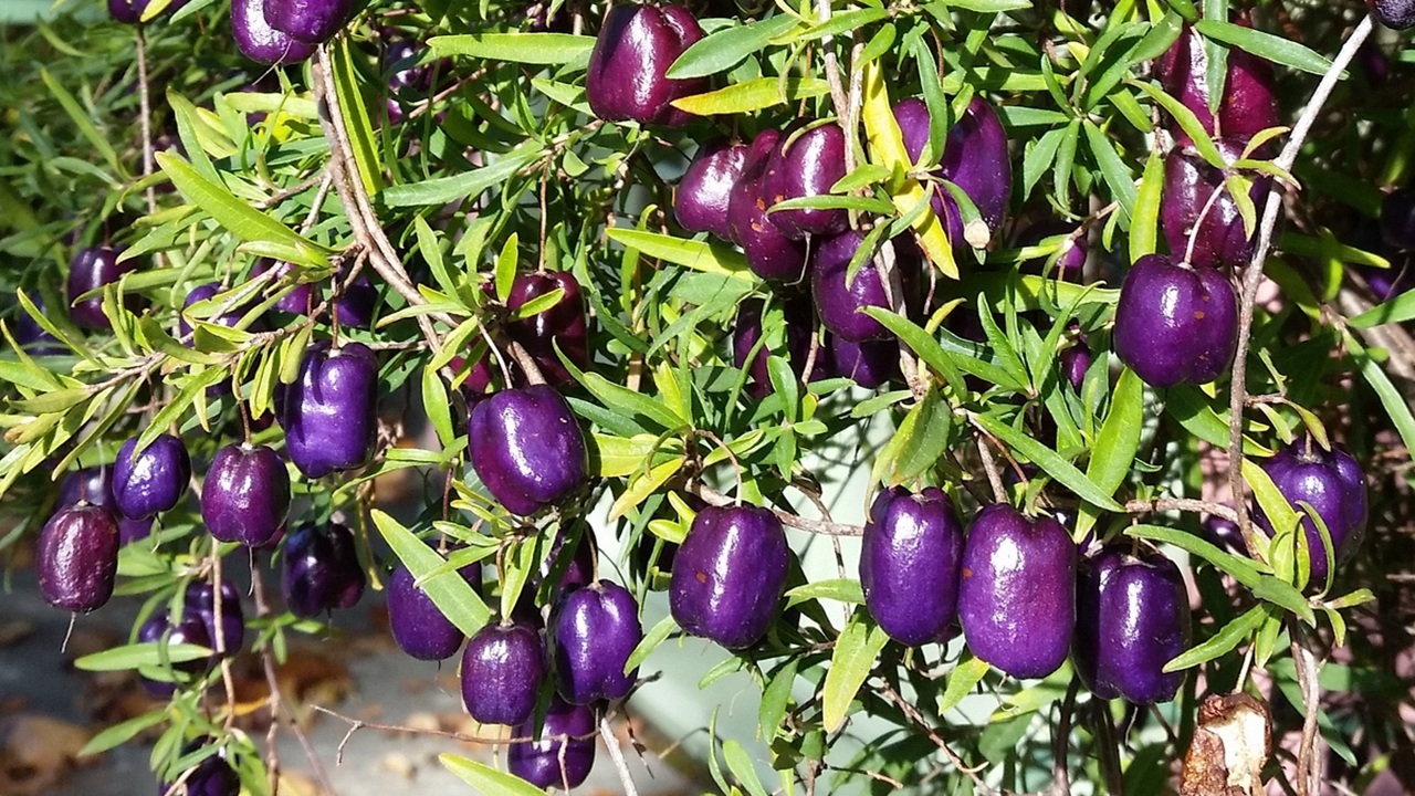 billardiera longiflora