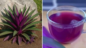 Maguey viola- benefici e usi tradizionali della pianta messicana