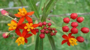 Mai coltivare l’Asclepiade tropicale nel giardino: sarebbe un grave errore