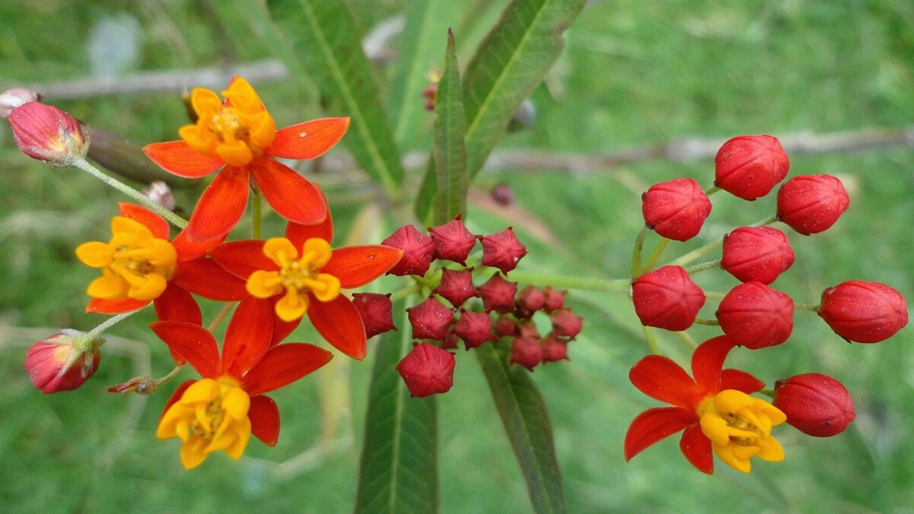 asclepiade tropicale