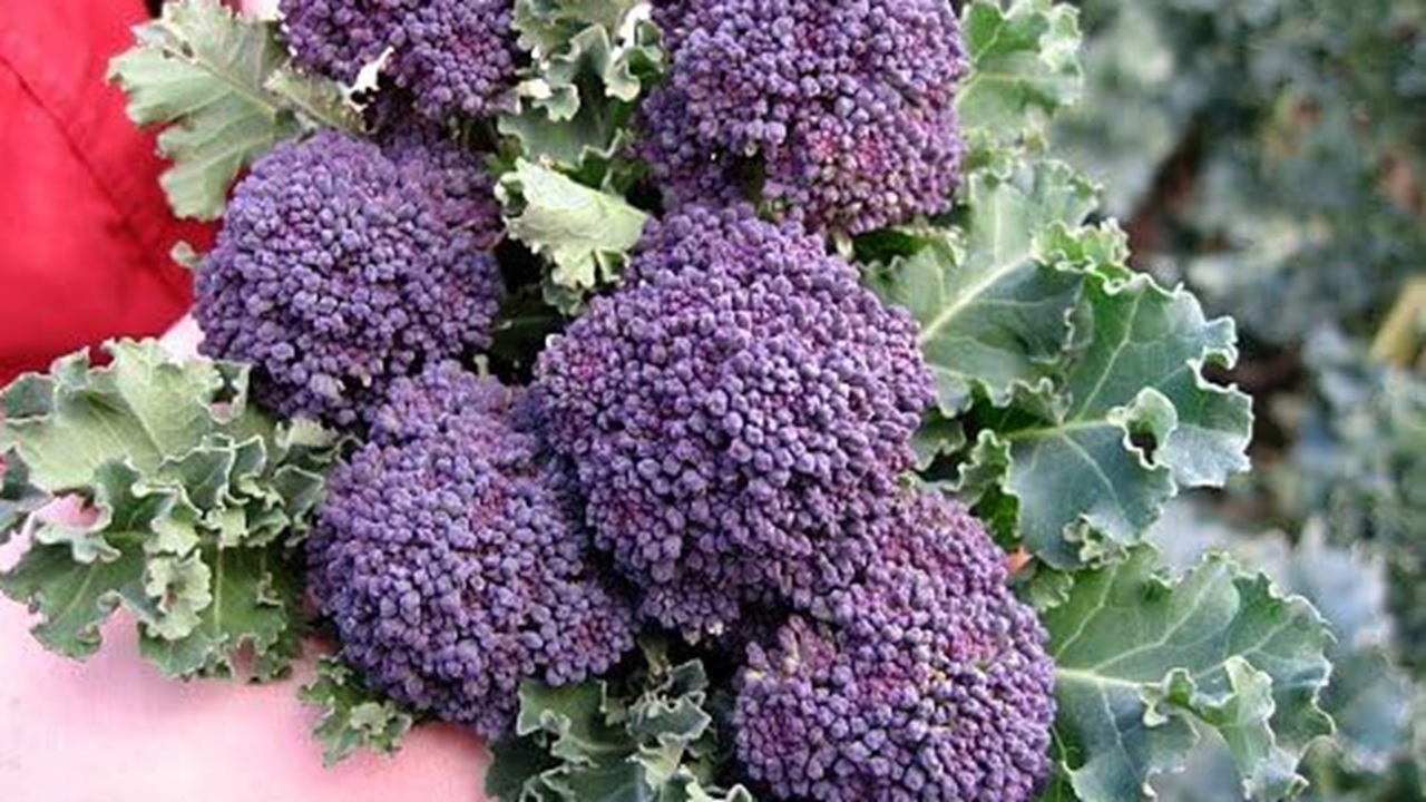 broccoli viola