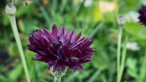 Centaurea cyanus ‘Black Magic’: come coltivare questa varietà di fiordaliso color porpora