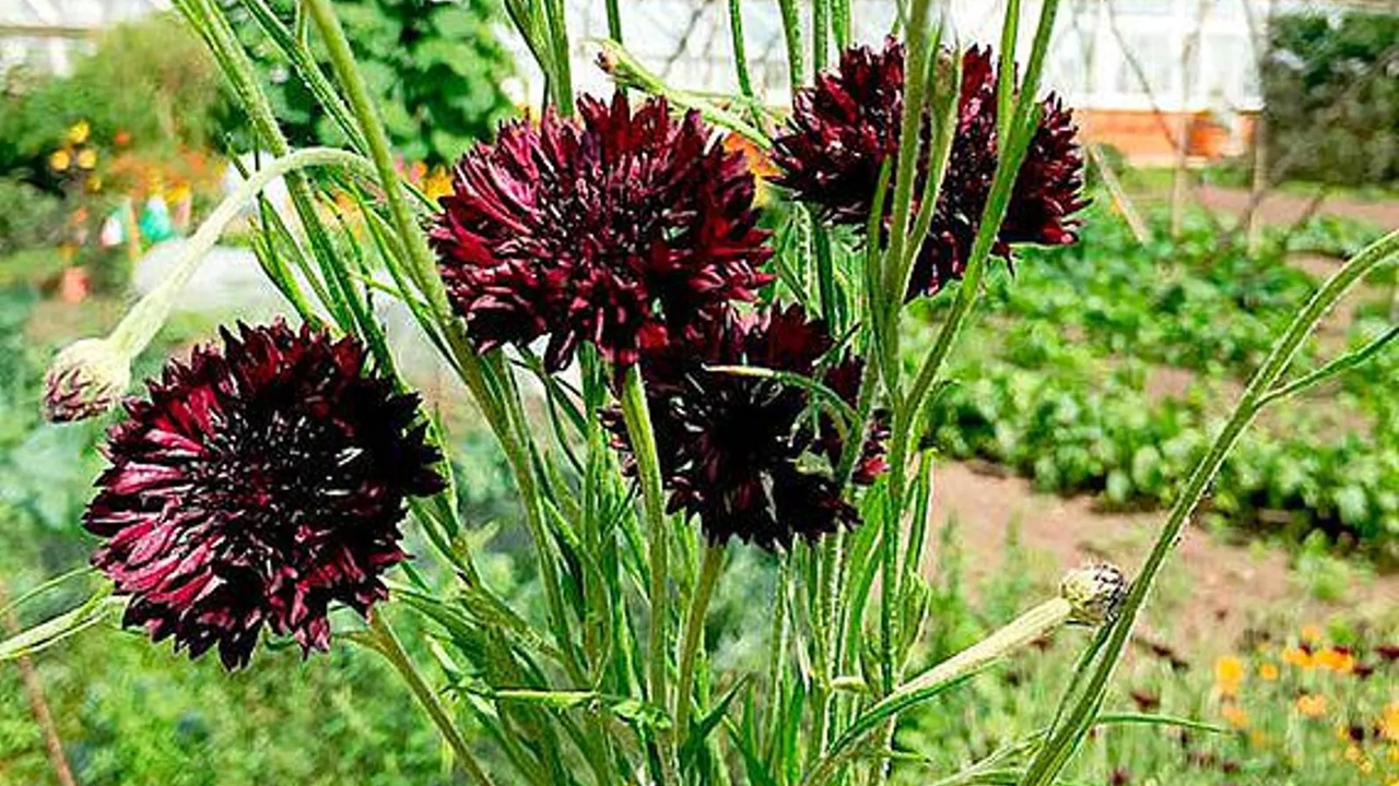 centaurea cyanus black magic