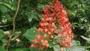 Clerodendrum paniculatum: trucchi e segreti per coltivare il particolarissimo fiore pagoda