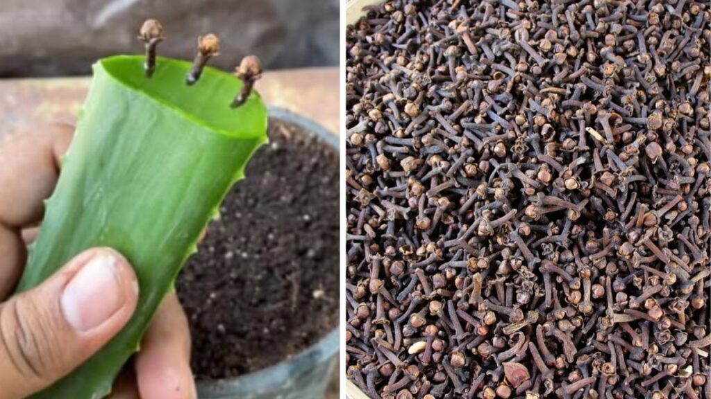 metodo di coltivazione