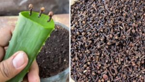 Coltivare i chiodi di garofano: dal seme al profumo della spezia