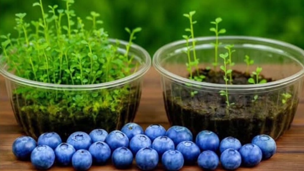 come far crescere le piante di mirtillo