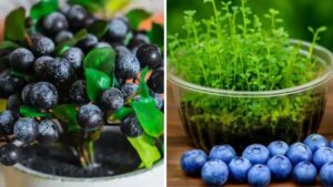 Metodo ecologico per far prendersi cura delle piantine di mirtillo