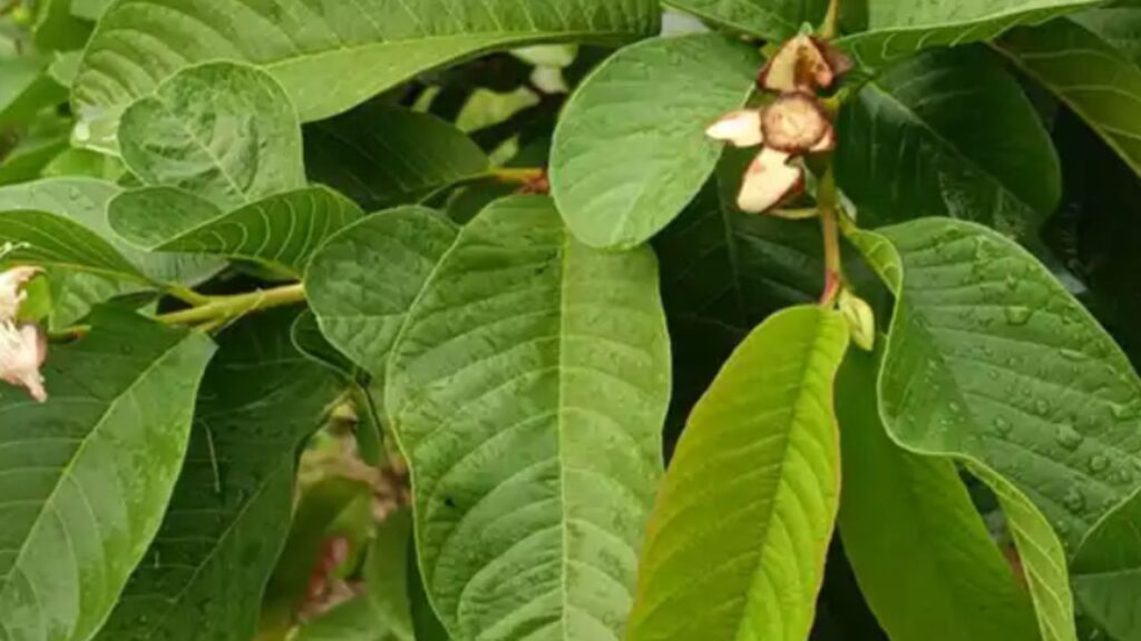 3 utilizzi delle foglie di guava