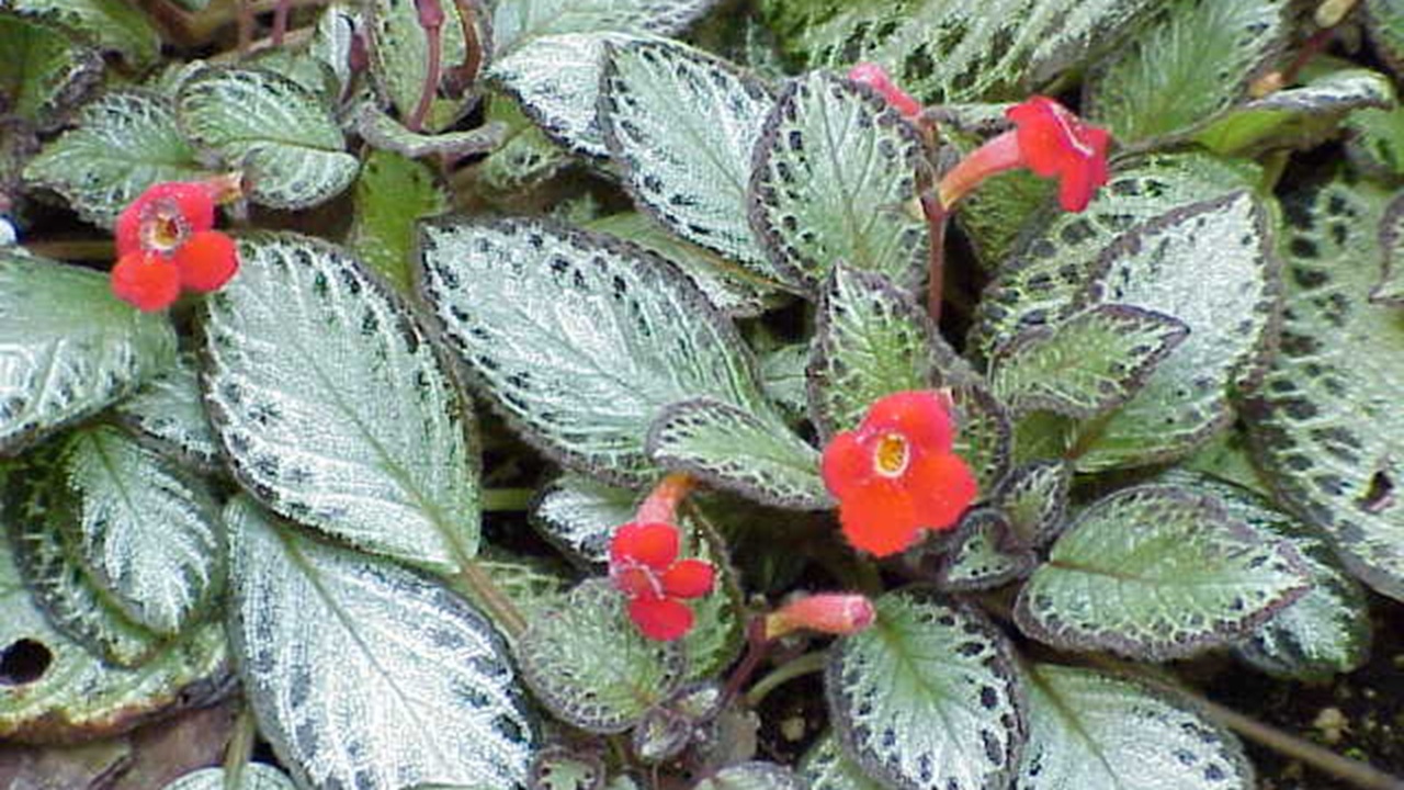 episcia pianta fiori