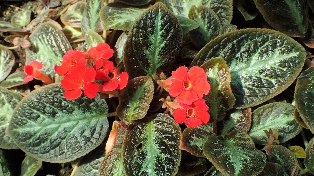 episcia pianta