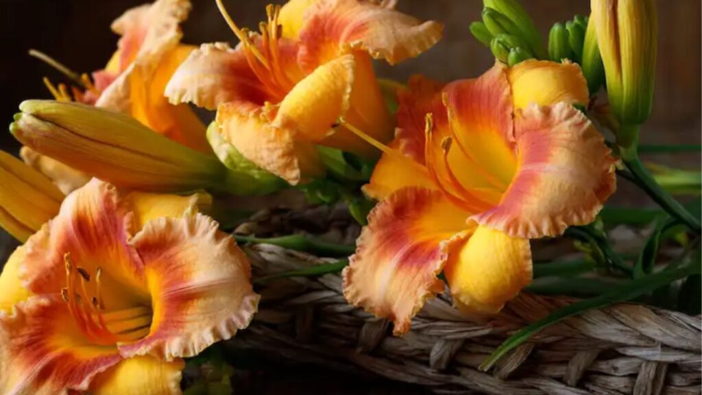 fiori con petali colorati