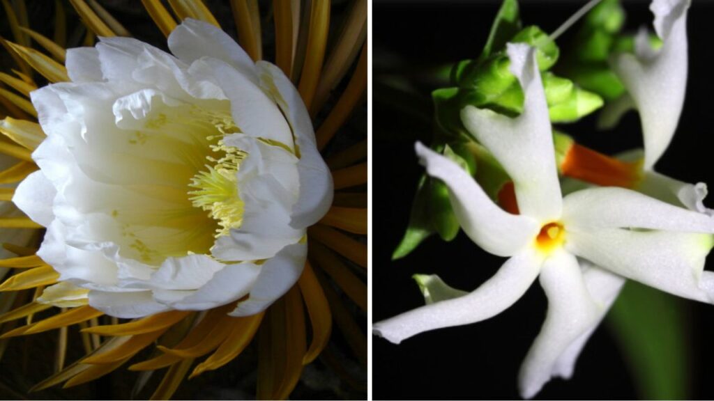 Fiori che sbocciano di notte: un giardino da favola sotto le stelle