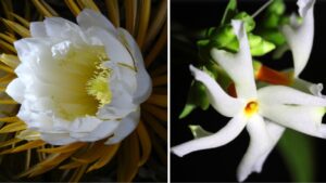 Fiori che sbocciano di notte: un giardino da favola sotto le stelle