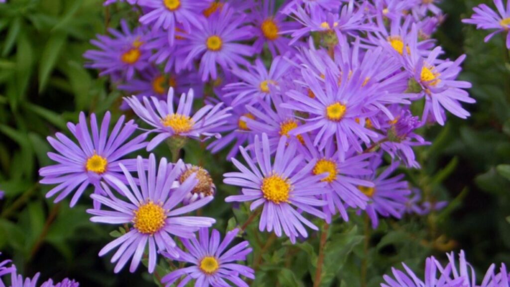 fiori simili alle margherite