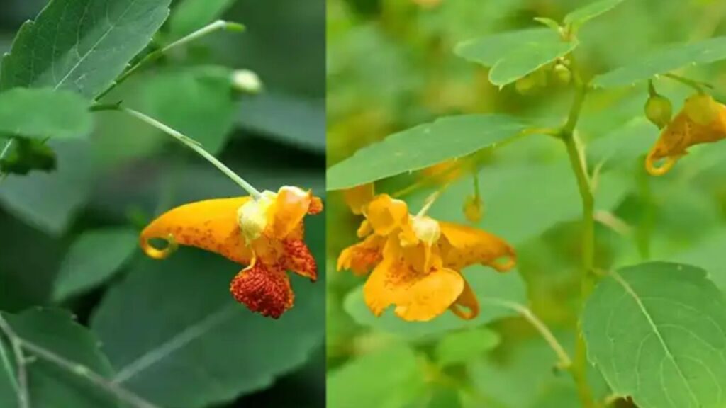 balsamina arancione in natura