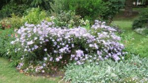 Aster, i “settembrini” che colorano l’autunno: coltivazione e cura