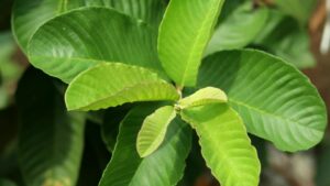 Dalle foglie di Guava ai denti sani: 2 rimedi di cui non si può fare a meno