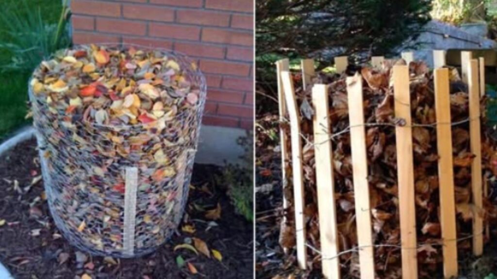 rose affrontano l'inverno