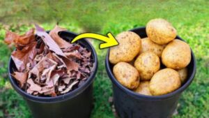 Coltivare patate solo con foglie: una guida pratica ed ecologica