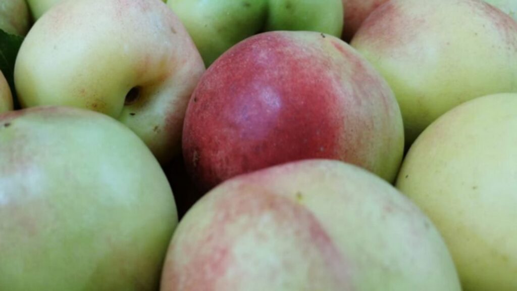 merendella calabrese