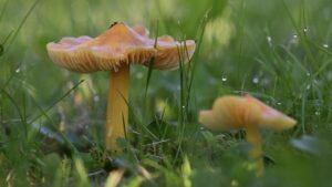 Come impedire ai funghi di invadere il giardino