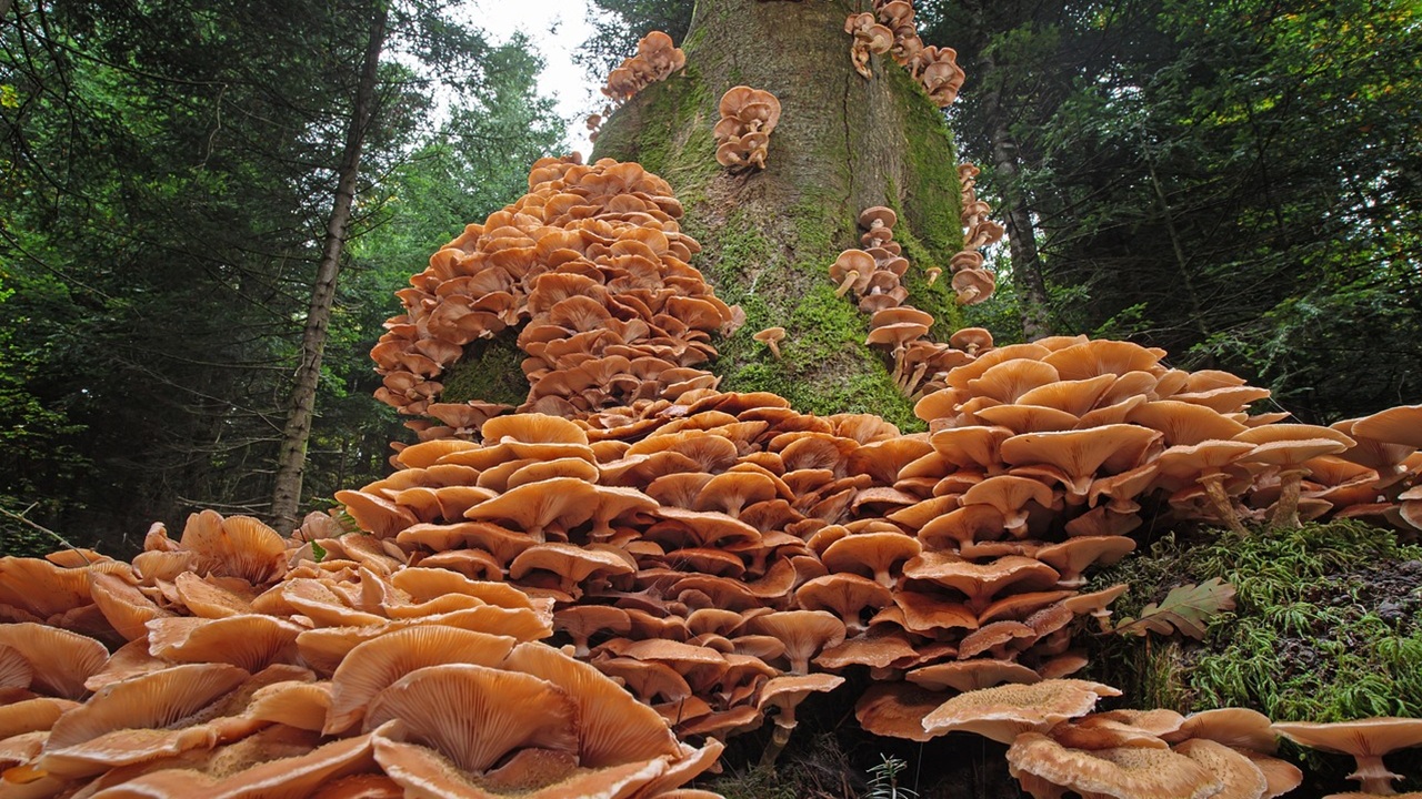 funghi giardino desarmillaria