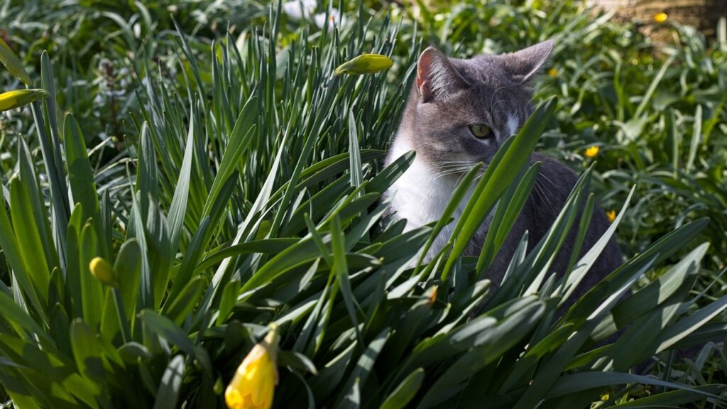 Come evitare che i gatti scavino in giardino usando le pigne come pacciame