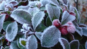 Gaultheria: trucchi e segreti per coltivare con successo questa pianta (anche in vaso)