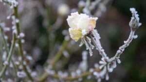 Arrivano le gelate: portate al riparo queste piante e questi accessori da giardino